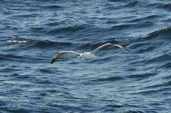Muitas aves voam próximas do Sea Spirit no trecho entre Buenos Aires e as Ilhas Malvinas